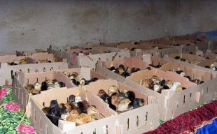 供應(yīng)山東優(yōu)質(zhì)小土雞，把握商機(jī)賺大錢