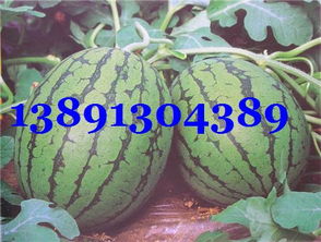 北京大洋路農(nóng)副產(chǎn)品批發(fā)市場(chǎng) 特色農(nóng)副產(chǎn)品全覽